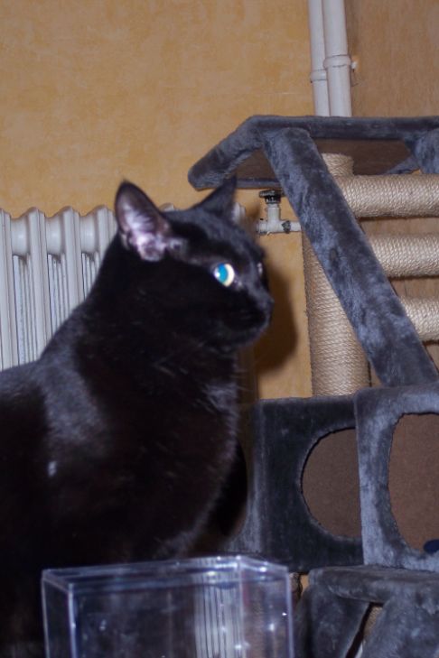 Picture of a cat / kitten / feline