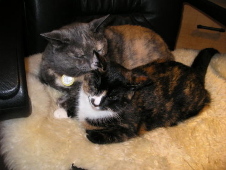 Picture of a cat / kitten / feline