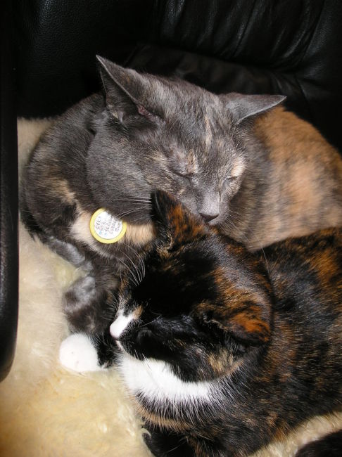 Picture of a cat / kitten / feline