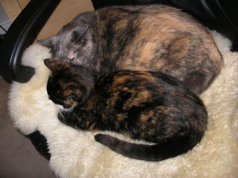 Picture of a cat / kitten / feline