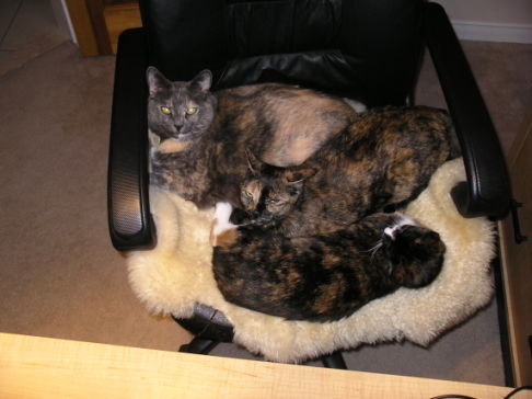 Picture of a cat / kitten / feline