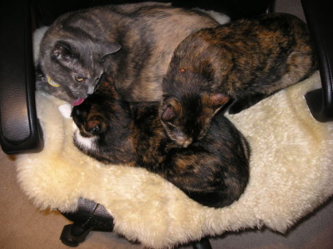 Picture of a cat / kitten / feline