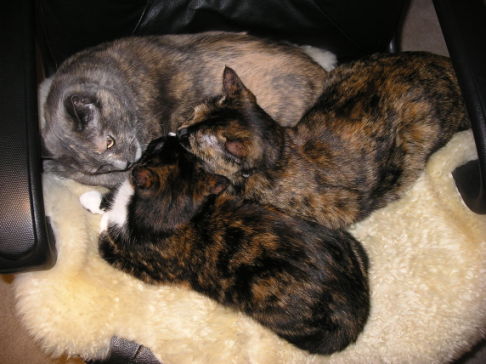 Picture of a cat / kitten / feline