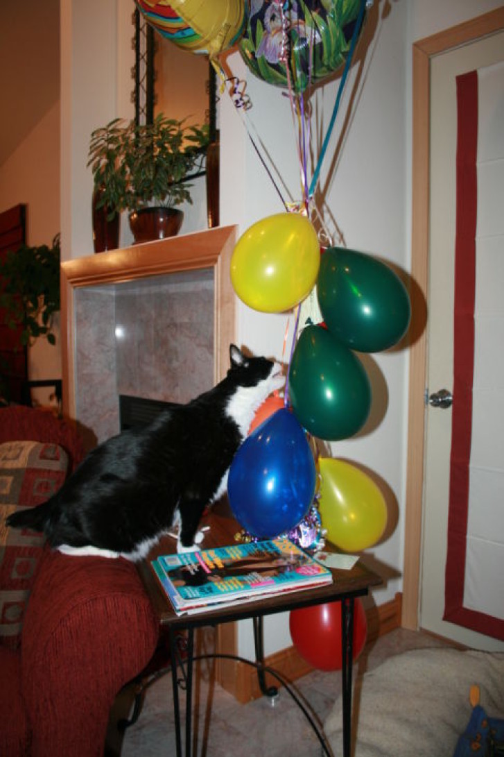 Picture of a cat / kitten / feline