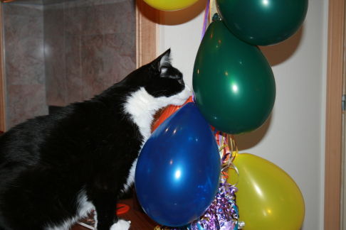 Picture of a cat / kitten / feline