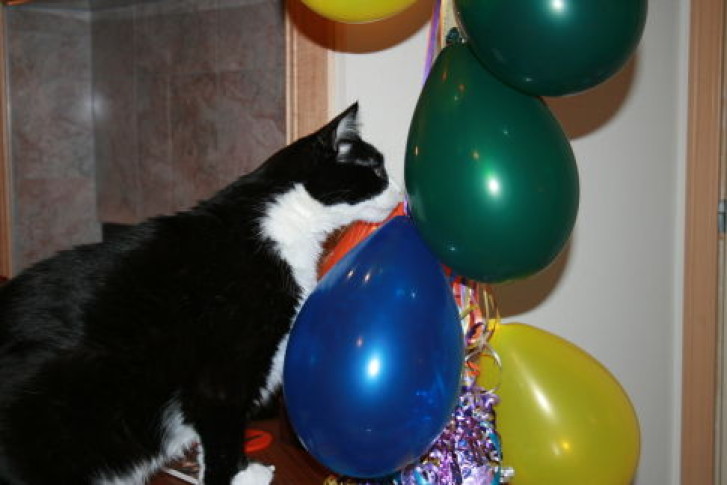 Picture of a cat / kitten / feline