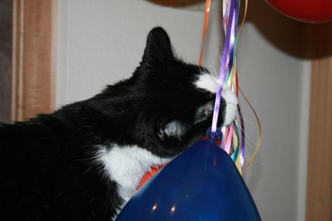 Picture of a cat / kitten / feline