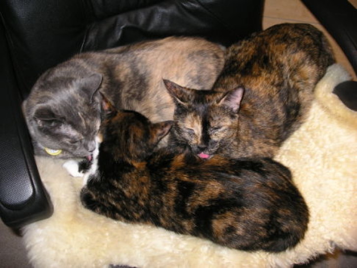 Picture of a cat / kitten / feline