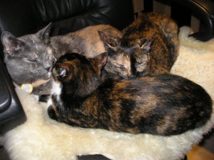 Picture of a cat / kitten / feline