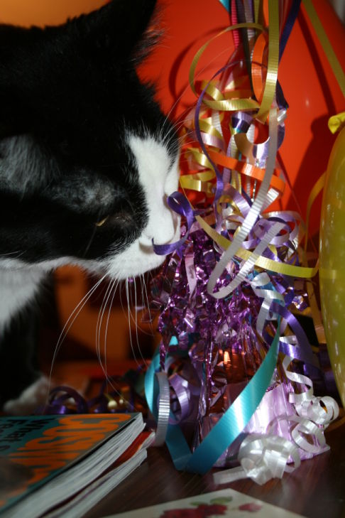 Picture of a cat / kitten / feline