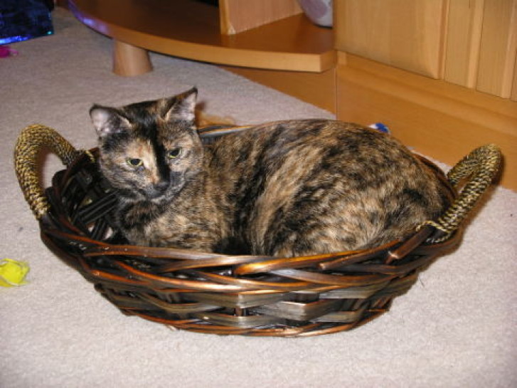 Picture of a cat / kitten / feline