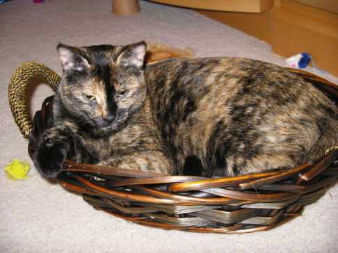 Picture of a cat / kitten / feline