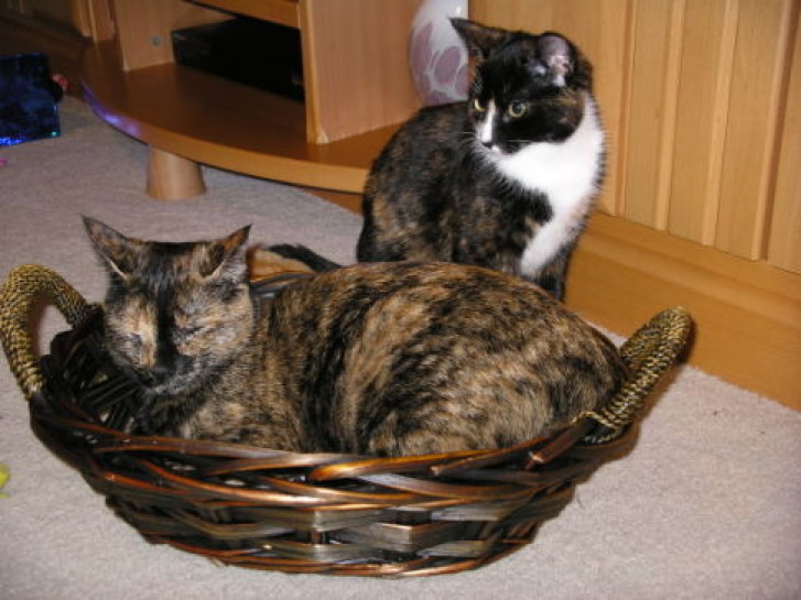 Picture of a cat / kitten / feline