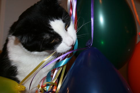 Picture of a cat / kitten / feline