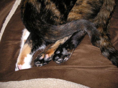 Picture of a cat / kitten / feline