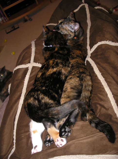 Picture of a cat / kitten / feline