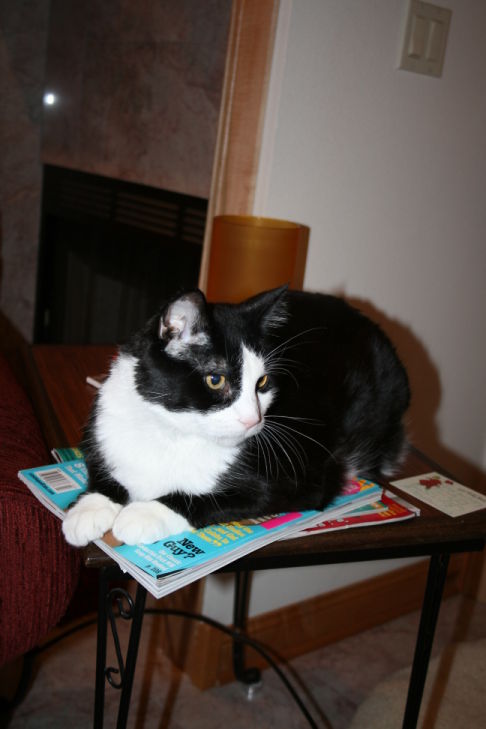 Picture of a cat / kitten / feline