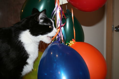 Picture of a cat / kitten / feline