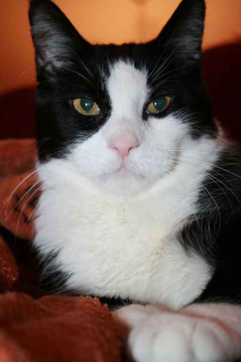 Picture of a cat / kitten / feline