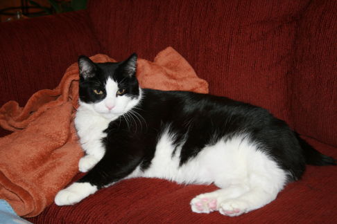 Picture of a cat / kitten / feline