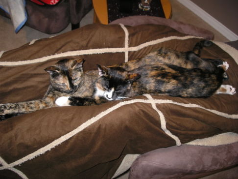 Picture of a cat / kitten / feline