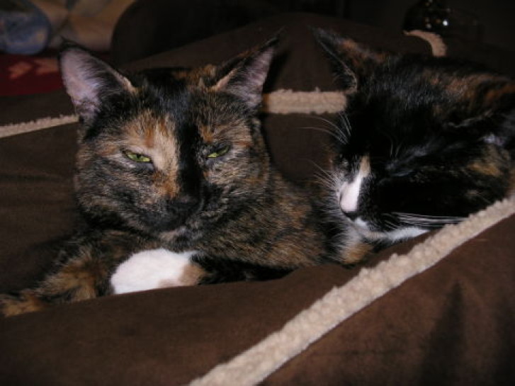 Picture of a cat / kitten / feline