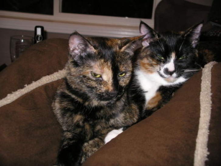 Picture of a cat / kitten / feline