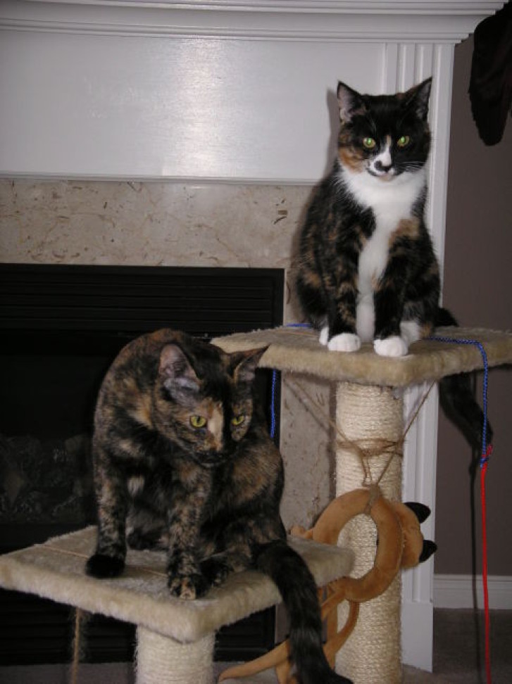 Picture of a cat / kitten / feline