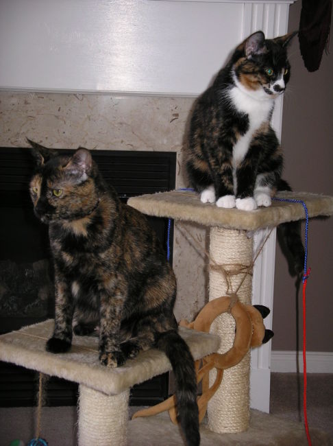 Picture of a cat / kitten / feline