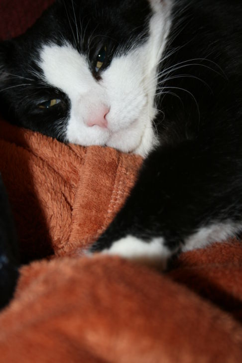 Picture of a cat / kitten / feline