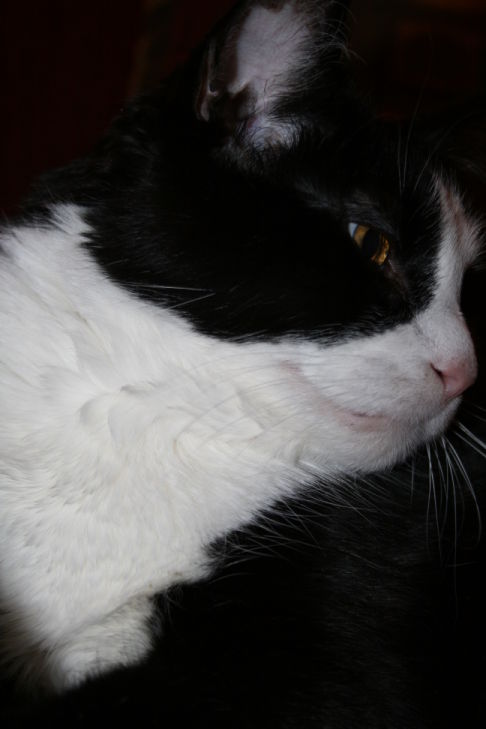 Picture of a cat / kitten / feline