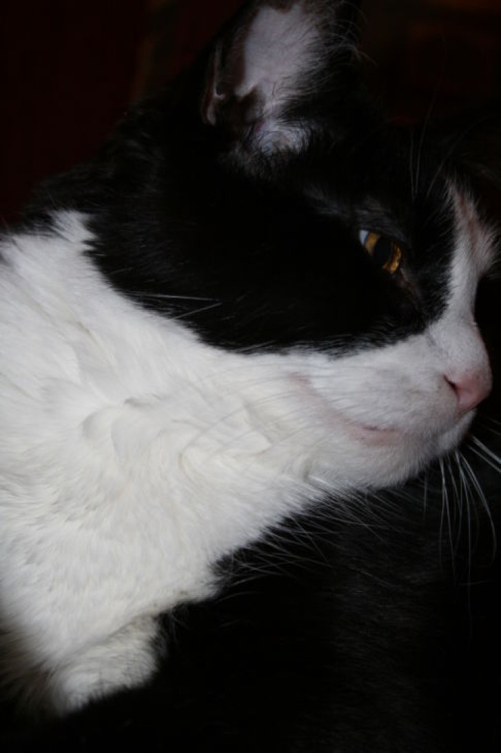 Picture of a cat / kitten / feline