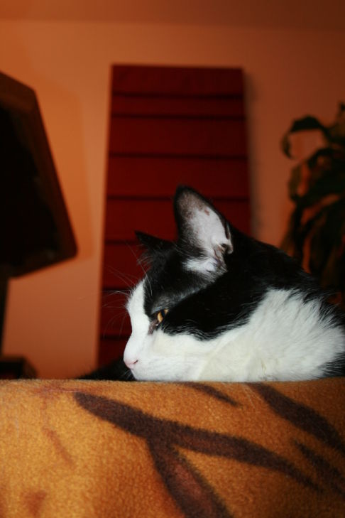 Picture of a cat / kitten / feline