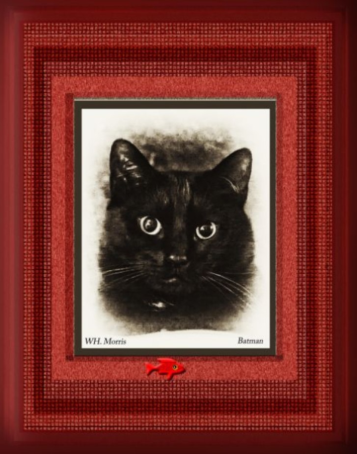 Picture of a cat / kitten / feline