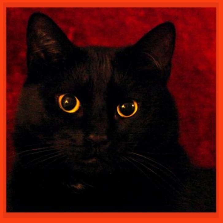 Picture of a cat / kitten / feline