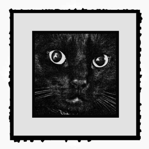 Picture of a cat / kitten / feline