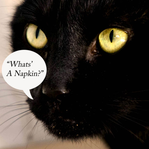 Picture of a cat / kitten / feline