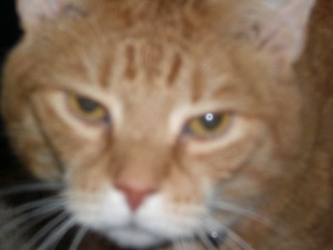 Picture of a cat / kitten / feline