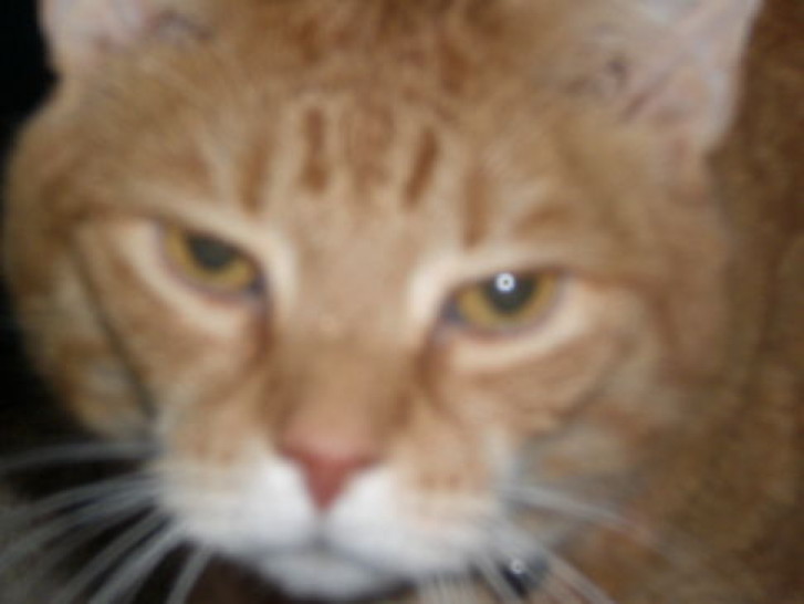 Picture of a cat / kitten / feline