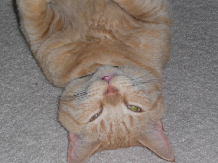 Picture of a cat / kitten / feline