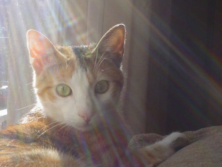 Picture of a cat / kitten / feline