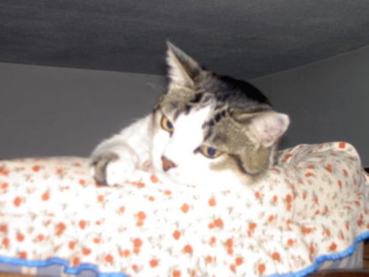 Picture of a cat / kitten / feline