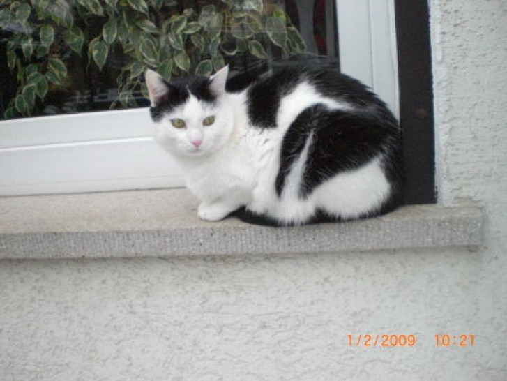 Picture of a cat / kitten / feline