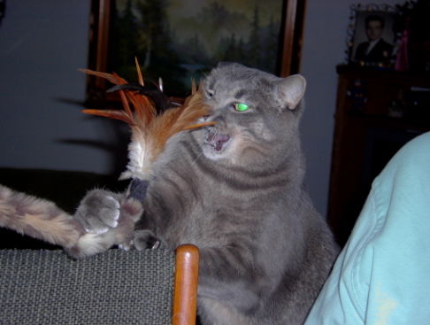 Picture of a cat / kitten / feline