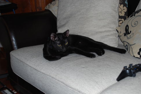 Picture of a cat / kitten / feline