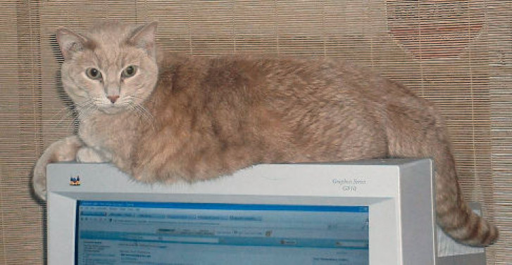 Picture of a cat / kitten / feline