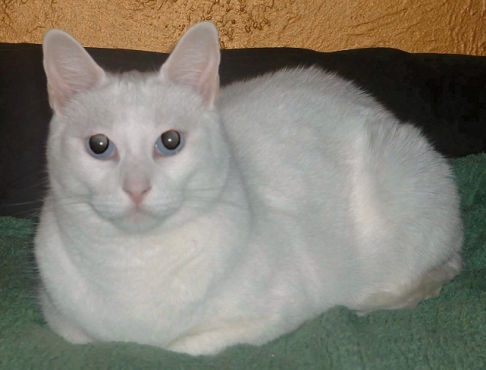 Picture of a cat / kitten / feline