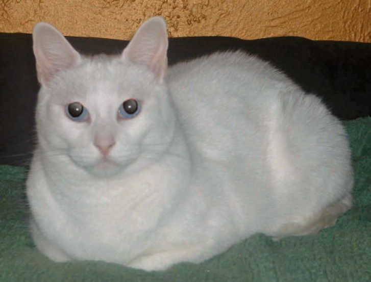 Picture of a cat / kitten / feline