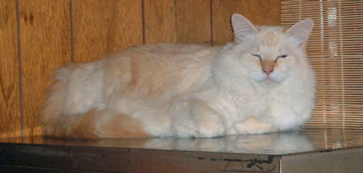 Picture of a cat / kitten / feline