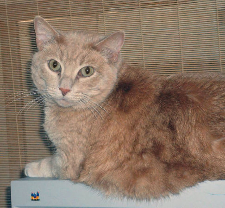 Picture of a cat / kitten / feline